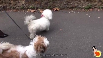 Jól megdugta a fiatal nagypöcsű fiú a dekoratív milf asszonyt Thumb