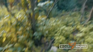 Megcidáztatta a természetben a magyar születésű spinét majd a hotelszobában a szerszámára is felültette Thumb